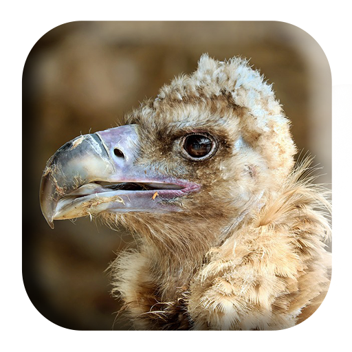 Vulture Sounds Google Play のアプリ