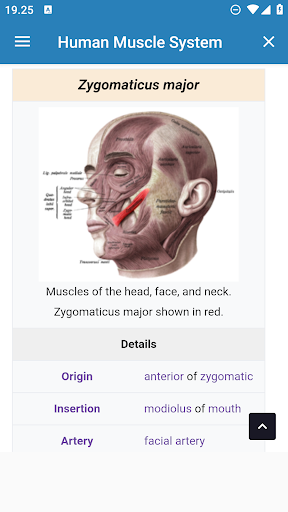 Human Muscle System Screen 2