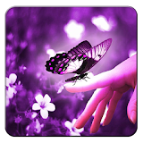 Purple Butterfly Wallpapers icon