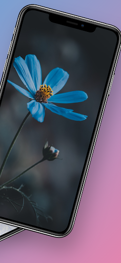 flower images HD Screen 2