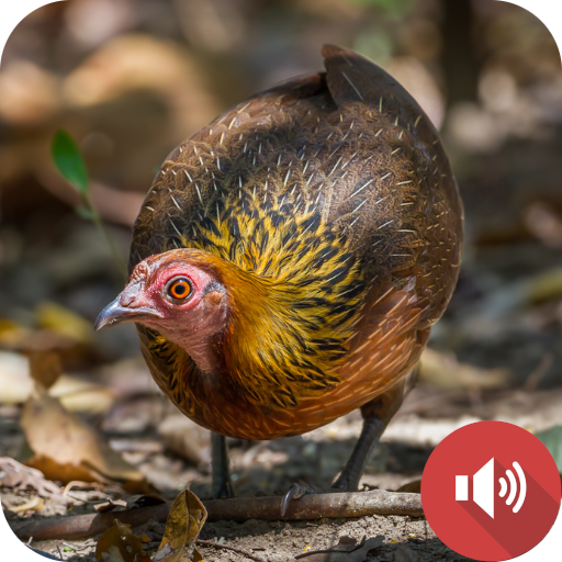 Red Junglefowl Female Sounds logo