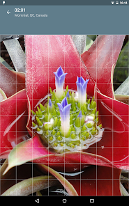 Captura 12 Rompecabezas: Flores android