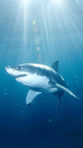 Shark Wallpapers Screen 3