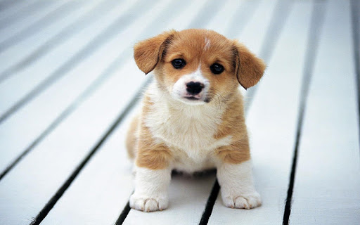 Cute Puppy Wallpapers – Puppies Wallpapers