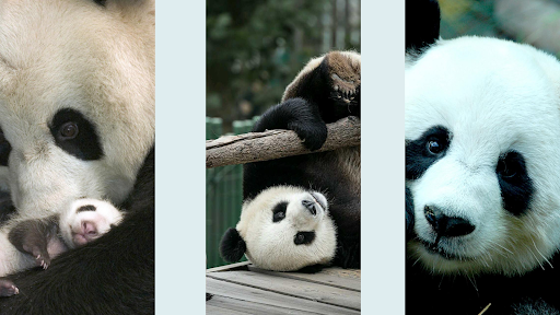 Download Panda Wallpaper HD 4K Free for Android - Panda Wallpaper HD 4K APK  Download 