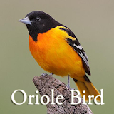Oriole Bird Sounds icon