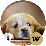 Puppies Wallpapers HD ? icon