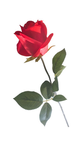 Android application Magic Rose Light Control screenshort