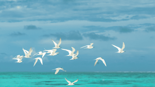 Seagulls Sounds Screenshot