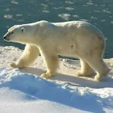 Polar Bear Wallpaper icon