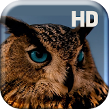 Amazing Owl Live Wallpaper icon