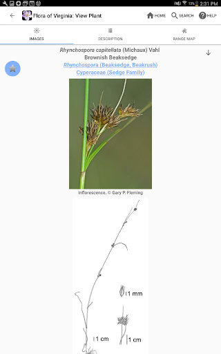 Screenshot of Flora of Virginia
