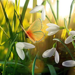 Icon image Spring Live Wallpaper