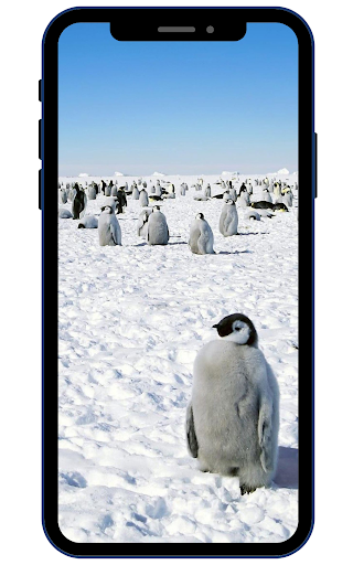Antarctica Wallpaper Screen 2