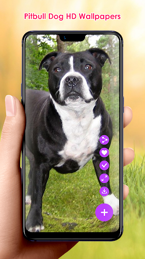 Pitbull Dog HD Wallpapers