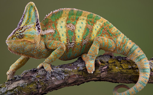 Chameleon Wallpaper HD Screen 2