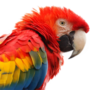 Parrot Live Wallpaper HD