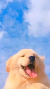 Cachorro Fondo De Pantalla