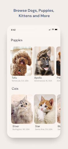 Benji - Adopt & Rehome Pets Screen 2