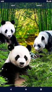 Panda Parallax Wallpapers