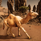 Ultimate Camel Simulator 0.1