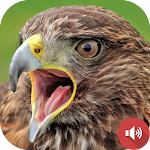 Cover Image of Download Hawk Sounds  APK
