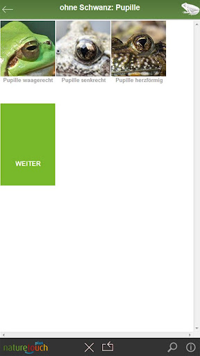 Frösche, Kröten,Unke bestimmen Screen 3