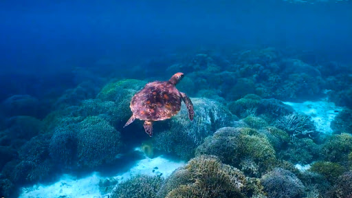 Screenshot of Aquariums TV
