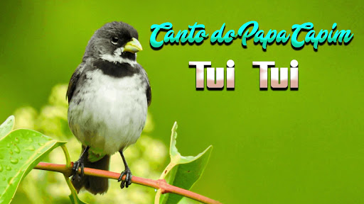 Android application Som do Papa Capim Tui Tui screenshort