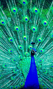 Peacock Wallpaper 4K HD