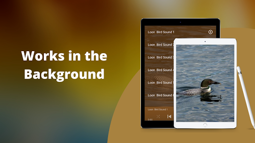 Loon Sounds Screen 3