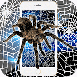 Spider Theme Black White Cobweb Full Of Cracks icon