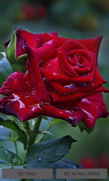 Red Rose Live Wallpaper by amanrajapps - (Android Apps) — AppAgg