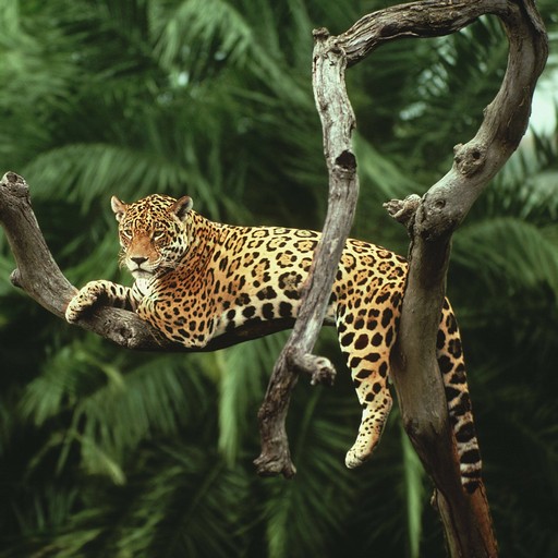 Jaguar Wallpapers logo