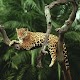 Jaguar Wallpapers