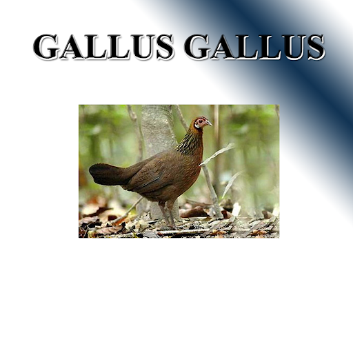 Wildfowl Sounds to the fox