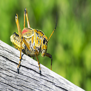 Crickets Sounds