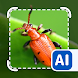 Picture insect: Bug identifier