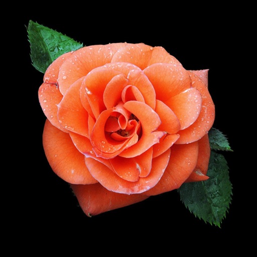 Orange Rose Wallpapers logo