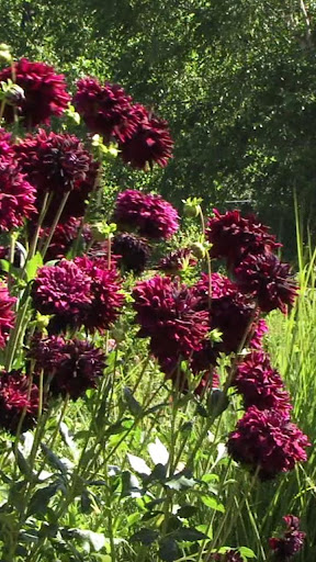 Android application dahlia flower wallpaper screenshort
