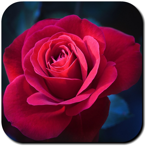 Rose Wallpapers 2.2 Icon