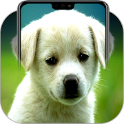 Top 20 Entertainment Apps Like Puppy Wallpapers - Best Alternatives