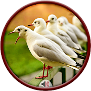 Top 13 Music & Audio Apps Like Seagulls Sounds - Best Alternatives