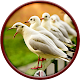 Seagulls Sounds Download on Windows