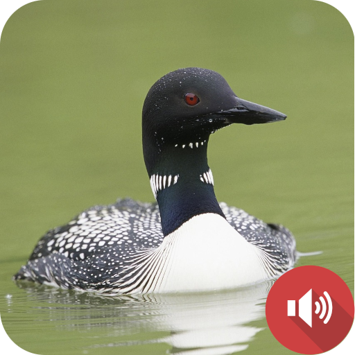 Loon Sounds logo