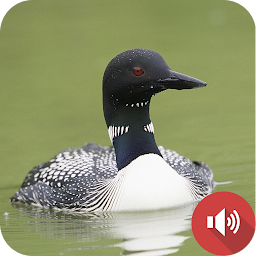 Loon Sounds: Download & Review