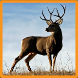 Deer Memory Game icon