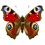 Butterflies PRO Live wallpaper icon