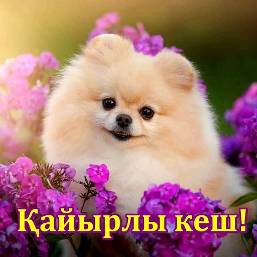 Қайырлы кеш Қайырлы түн logo