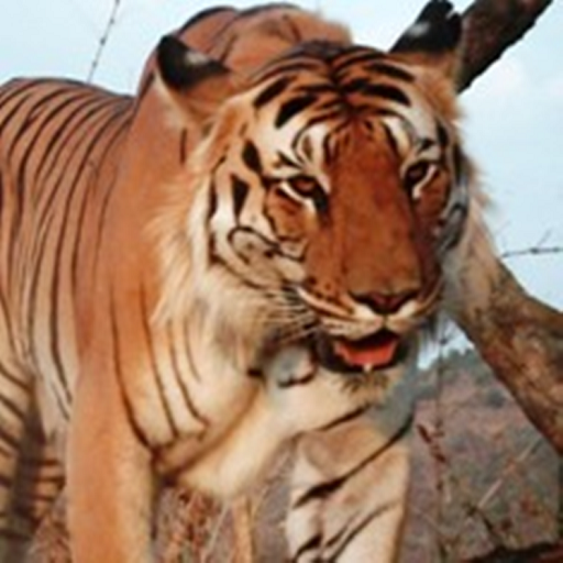 Melghat Tiger Project logo